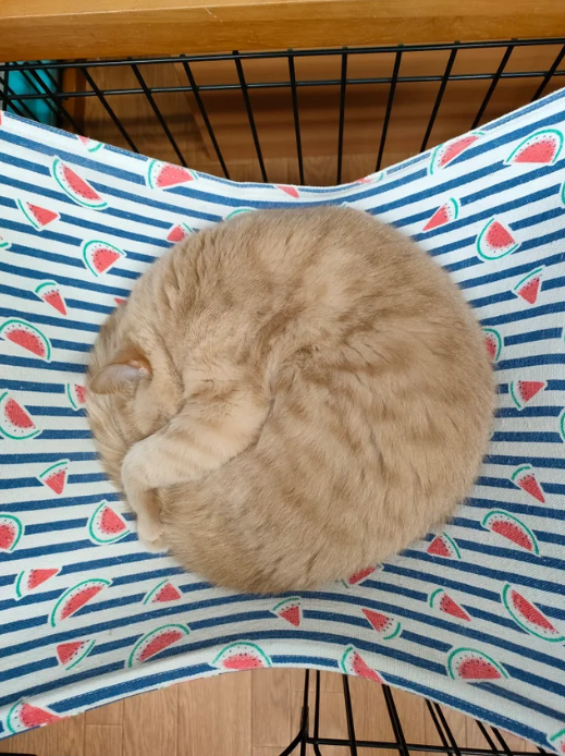 LiftForever67's tweet photo. Purrfection.

#Caturday #CatsLover #CatsOfTwitter https://t.co/YUlb4cp7QA