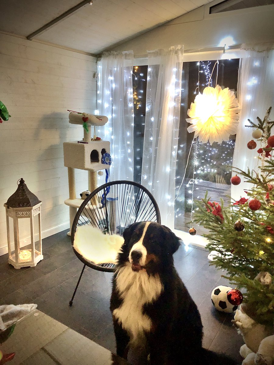 AlgotTheBerner 🇸🇪🇺🇦 tweet media