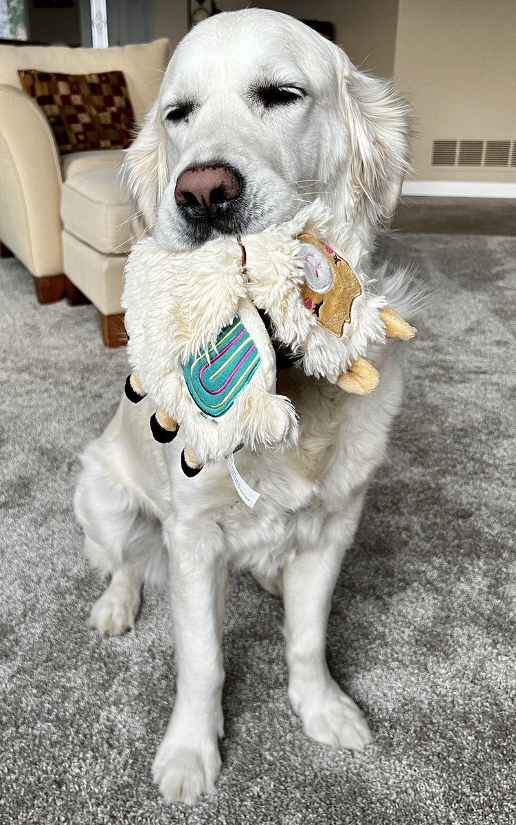 Layla the Dog tweet media