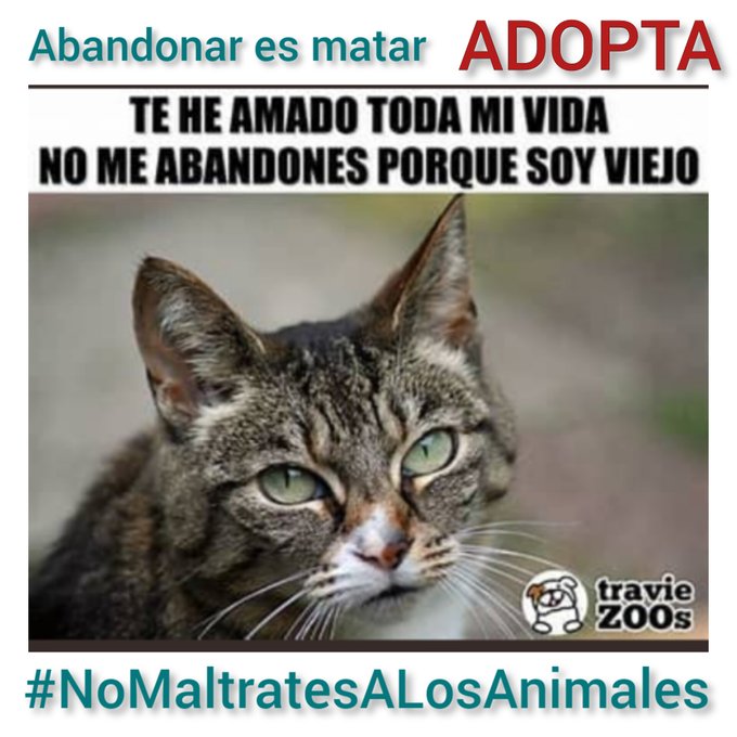 amaregar's tweet photo. ¡Feliz Año ! 
Para todas las protectoras y Asociaciones que cada dia rescatais a los gatos y perros sin suerte a los que ignorantes abandonaron 
Aprovecho para pedirles a todas las personas que forman parte de twitter que les apoyéis para que sigan con su bella pero dura labor https://t.co/fXfH1BtjbZ