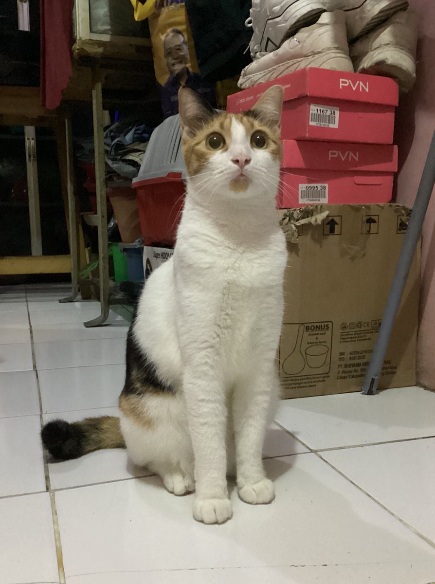 kochengfs's tweet photo. 🐈‍⬛ Sedang terheran-heran sama bunyi petasan 🥹 https://t.co/rErBZpRPgH