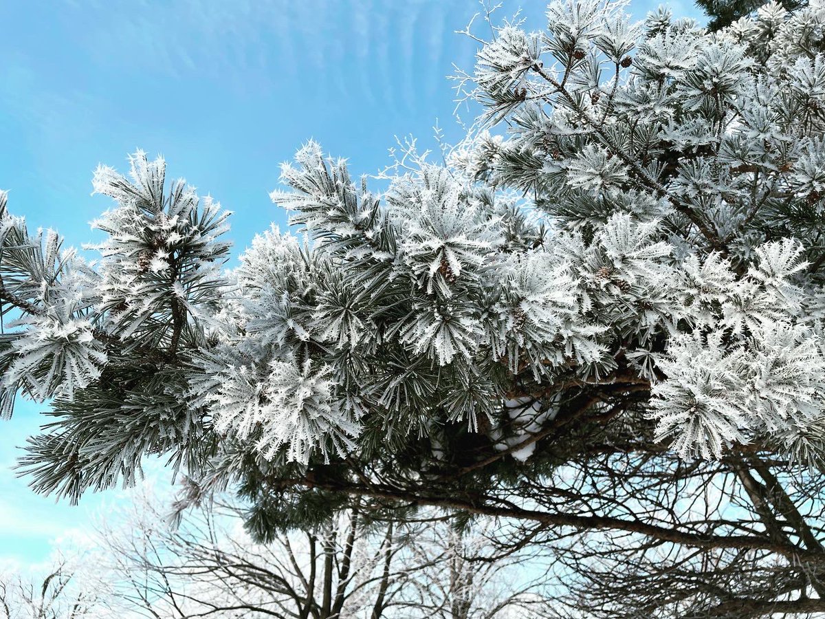 FeinViolins's tweet photo. #IceFog https://t.co/xfLtxH4v0I