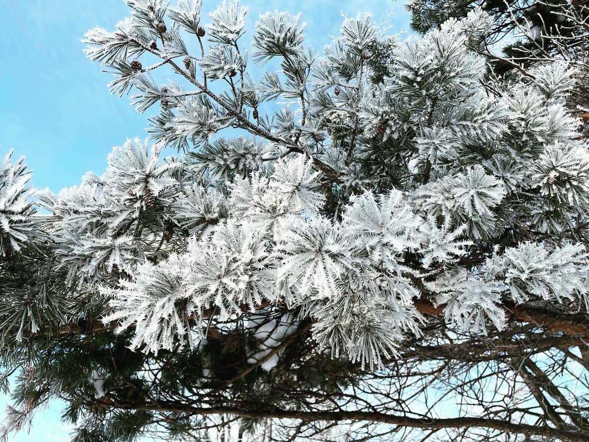 FeinViolins's tweet photo. #IceFog https://t.co/xfLtxH4v0I