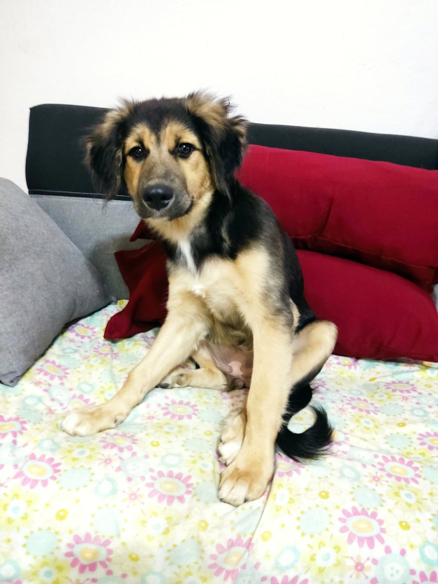 fundacionikigai's tweet photo. Miren que linda y grande está nuestra Leidy bebé aún sigue buscan una familia y no perdemos la esperanza que este último día del año alguien la quiera adoptar ♥️
Adopta +56987446146 
Recuerda pedir tu solicitud de adopción ♥️ https://t.co/dcVBRIm2Xn