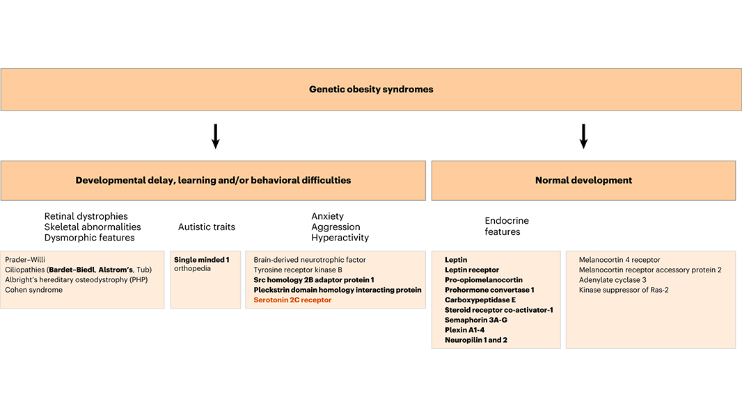 NaturePortfolio's tweet photo. Identification and characterization of variants in HTR2C in people with severe obesity reveals a role for the serotonin 2C receptor in regulation of appetite, weight and behavior, according to a @NatureMedicine paper. https://t.co/0tJf8NYRGN https://t.co/hdS7TrZoXQ