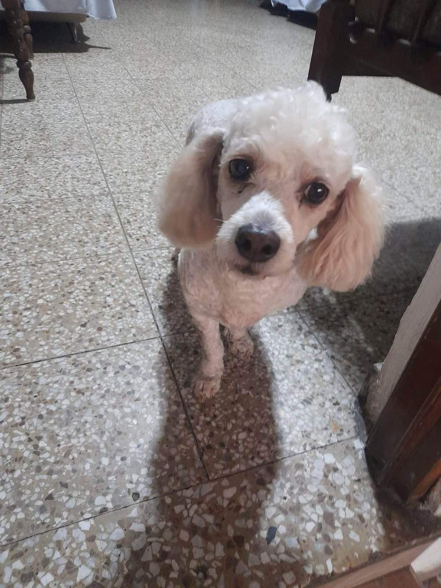 lamanadadepick's tweet photo. #SERVICIOSOCIAL

Encontré esta perrita perdida en Zacamil si serian tan amables de publicarla, fue localizada en el área del Cubo Zacamil, cualquier información 79233083 https://t.co/F9SekwoPMn