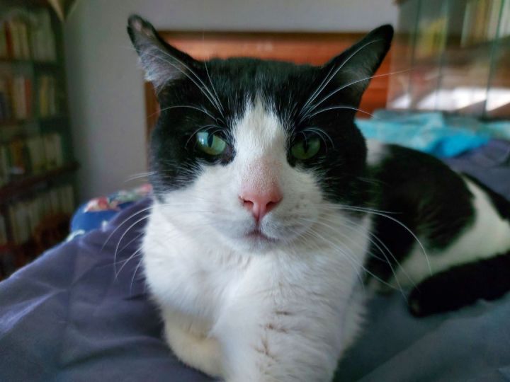 CatRelief's tweet photo. "Hey there! Whatchya doing? My name's Reid! I’m a quiet, gentle, friendly fellow who values human friendship... 
https://t.co/4aKLfSMMQm
#SocialSaturday #GuildwoodCatRelief #CatRescue #AdoptDontShop #CatsOfInstagram #CatsOfTwitter #Guildwood #ScarbTO #Cats https://t.co/C8kaJ8SBiH