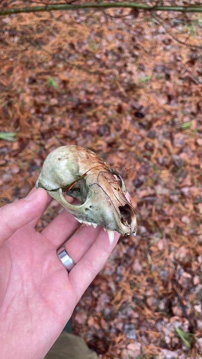 Not a shed