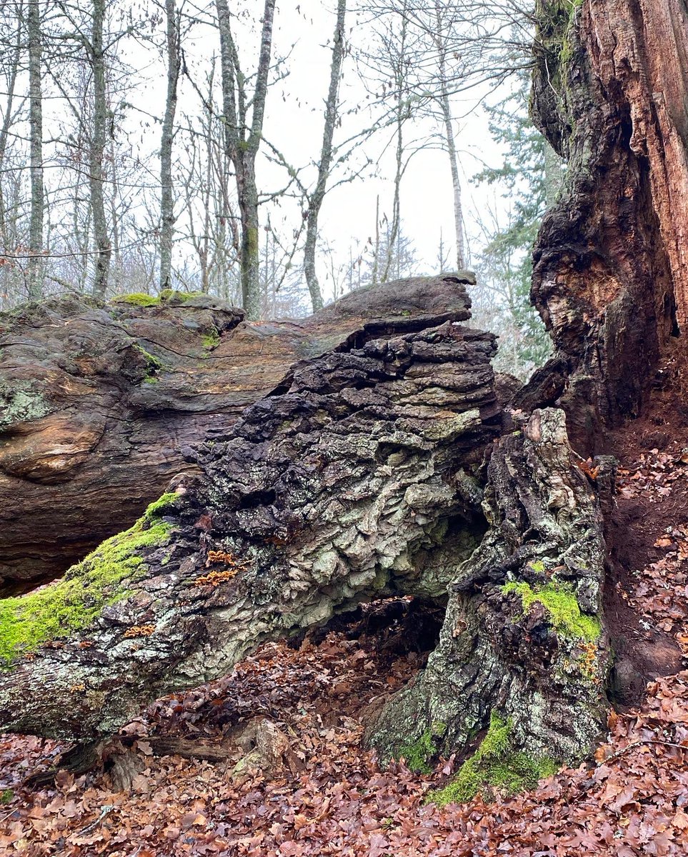 PernillaEskilsdotter tweet media