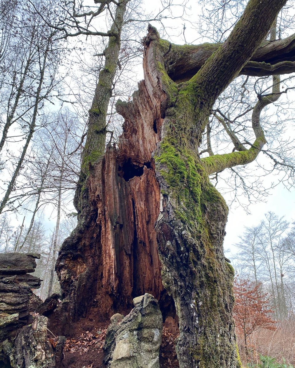 PernillaEskilsdotter tweet media