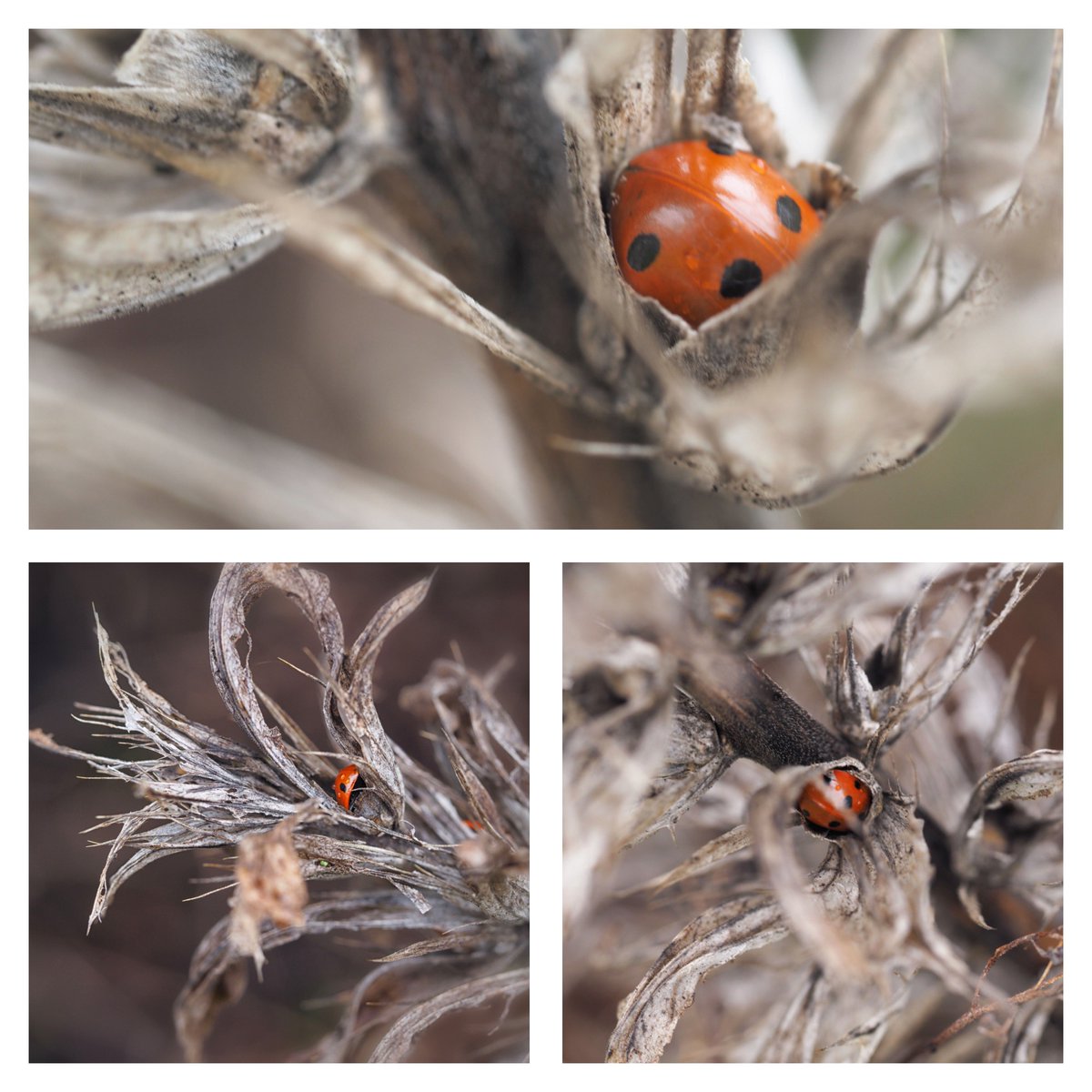 Day 7, #12DaysWild, #NewYearsEve. I found the sleeping ladybirds.