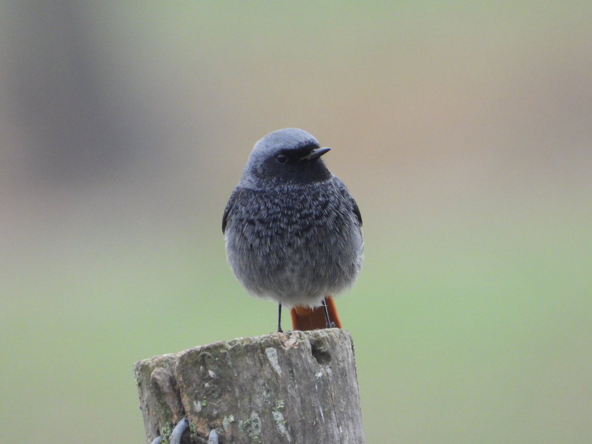 Jordisaca21's tweet photo. Tanco el meu #BigYear ornitològic amb 201 espècies. He après molt i m'he enganxat a fer #bimbos. Per un 2023 ple de nous ocells! #birding #ocellets #nikonphotography https://t.co/LY0htTozOE
