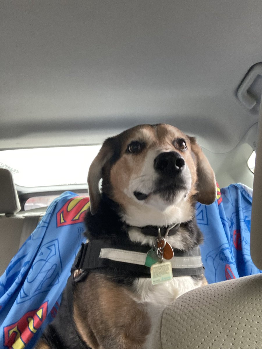 hartnett's tweet photo. I get to finally see my dog after many months!!! #MyRecovery #MyLifeNow https://t.co/dXuqjD8WQs