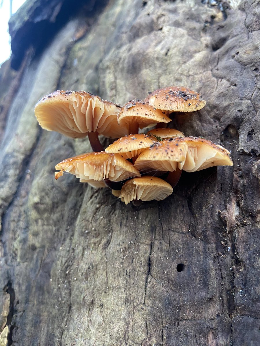 AR_Cowan's tweet photo. Fungi drop from Linn park 🍄 https://t.co/mYxdW1jG2H