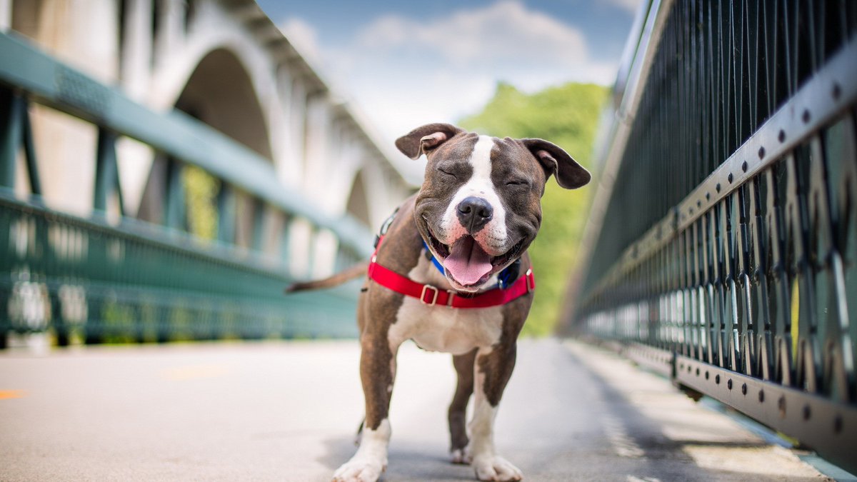 VDFINFO's tweet photo. As 2022 comes to a close, we want to thank all of our donors for their support this past year! Without your contributions, we would not be able to fund the educational endeavors of future board-certified veterinary specialists.
https://t.co/0fMhGOSUHA https://t.co/6GVxfLkiu8