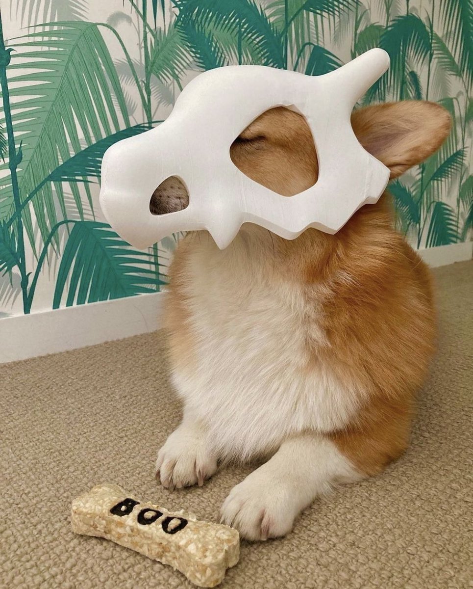PAVGOD's tweet photo. CORGBONE https://t.co/BH3xdZb3iP
