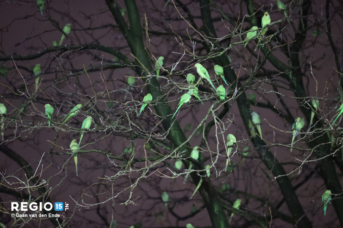 Honderden groene halsbandparkietjes zitten samen angstig in een boom bij elkaar. Bij sommige vuurwerkknallen schrikken ze zo dat ze zich met z’n allen verplaatsen naar een andere boom.