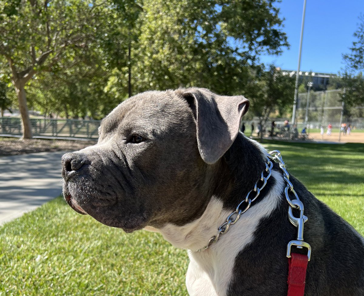 MissKalypso_'s tweet photo. @dog_rates Tank & Trixie πποΈ#Dogsof2022 https://t.co/6P8HhZeB0D