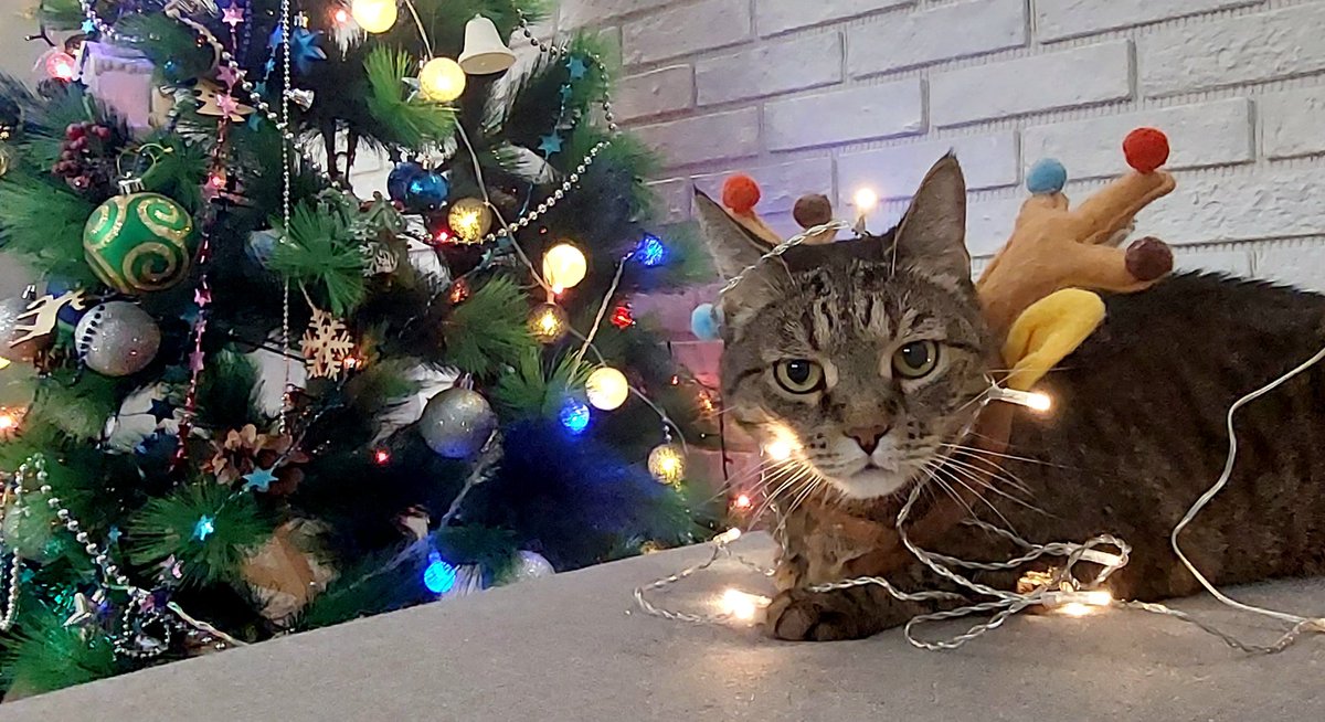 Happy New Year 🎄
Let the next year bring peace, warmth, comfort and happiness💕

#NFTCommunity #NewYear #Caturday #nftcat #CatsOfTwitter