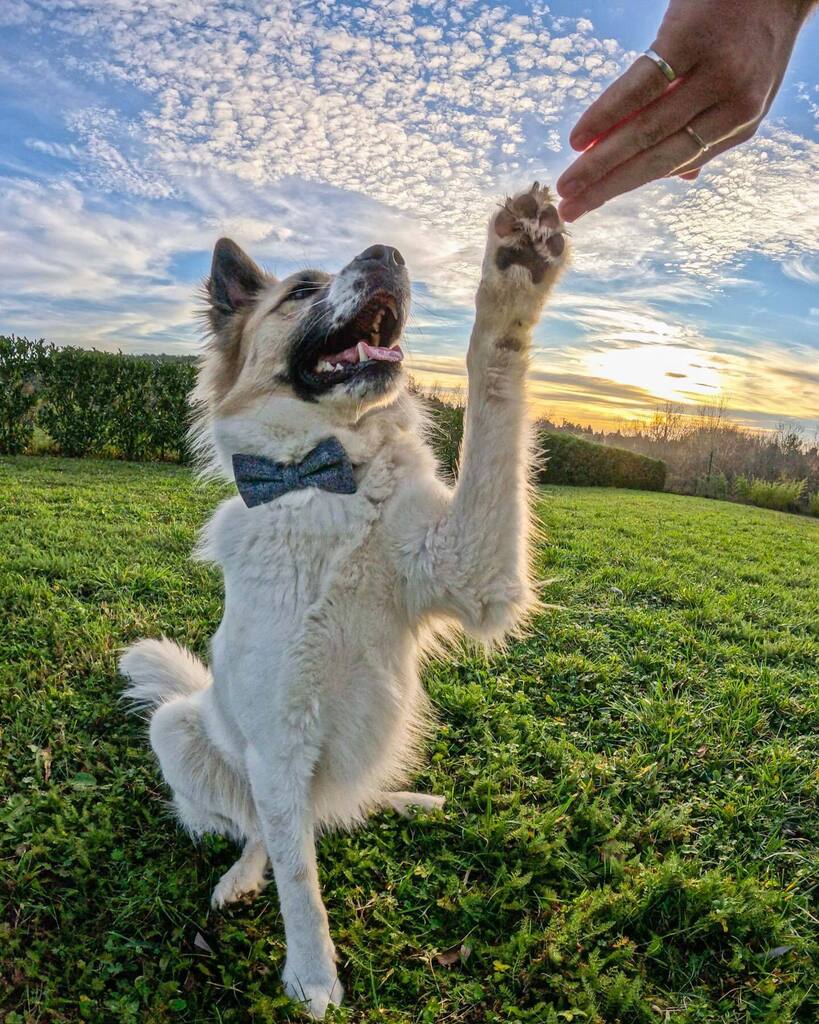 Guillaume_Prost's tweet photo. Bon réveillon à tous ! 🍾
•
#dog #dogsofinstagram #doglovers #dogs #pet #shelterdog #shelterdogs #shelterdogsofinstagram 
#adoptdontshop #instadogs #rescuedog #animal  #cutedog 
#dogstagram #instadog #dogoftheday #doglovers #doglife #doggo #dogslife #… https://t.co/xeQZXJidOI https://t.co/JrLnsNevi5