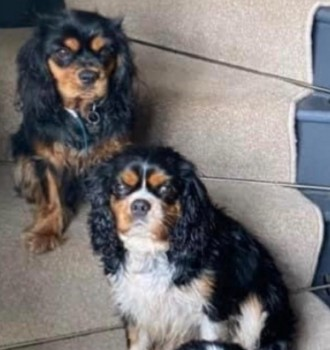 🆘29 DEC 2022 #Lost #ScanMe
3 Cavalier King Charles Spaniels ALL Female
From home in #Lowgill #Kendal #Cumbria #LA8 
doglost.co.uk/dog-blog.php?d…
doglost.co.uk/dog-blog.php?d…