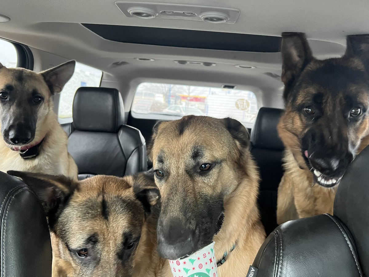 JohnWilson765's tweet photo. @Starbucks thanks for the pup cup! Daleville, IN store is the best!!! #gsd #pupcup #1cup4pups https://t.co/x2GZZT0rTs
