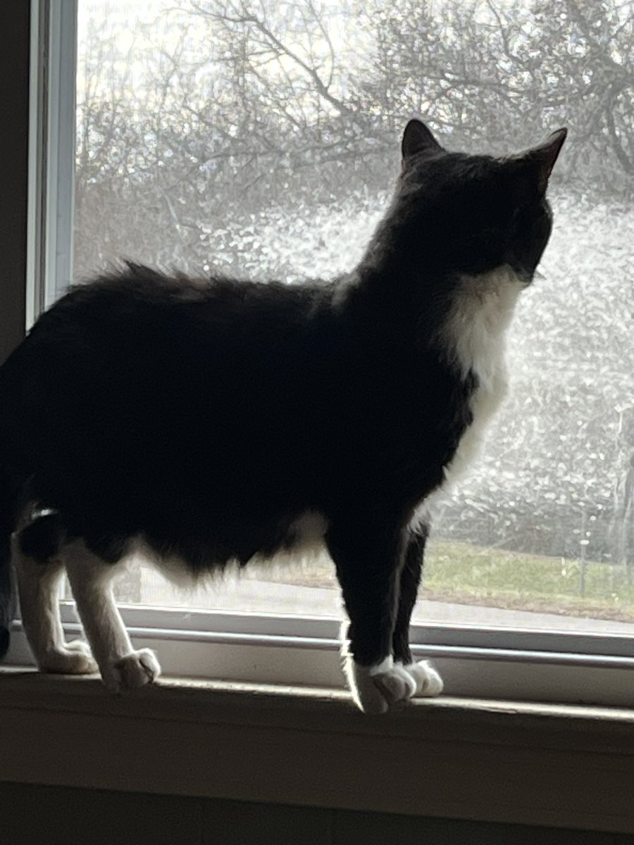 Epoch The Cat tweet media