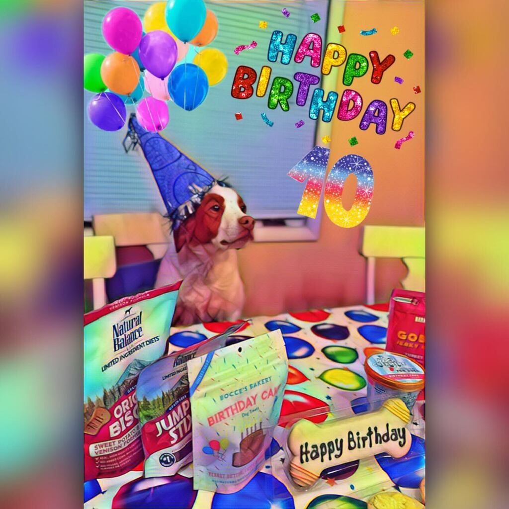 IAmLennyB's tweet photo. Celebrated my pup's 10th birthday yesterday🥳🎉🎂♥️ Love you Remi! Furever young! https://t.co/2hsYkGeq5a https://t.co/zZJPCSiZ9l