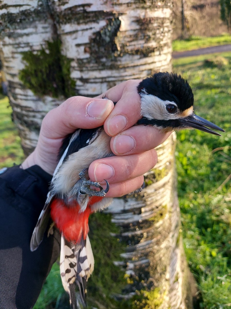 CausewayBirds's tweet photo. Another decent year for ringing in the North of Ireland with c1300 new birds of 51 species. Only new species was the Great Spotted Woodpecker. Other great birds inc. Garden Warbler, 5 Ruff, 2 Curlew Sandpiper, Greenshank. Sedge Warbler the most common - 279
@djones266 @crymble47 https://t.co/7H9KOlMOgp