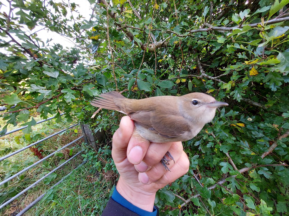 CausewayBirds's tweet photo. Another decent year for ringing in the North of Ireland with c1300 new birds of 51 species. Only new species was the Great Spotted Woodpecker. Other great birds inc. Garden Warbler, 5 Ruff, 2 Curlew Sandpiper, Greenshank. Sedge Warbler the most common - 279
@djones266 @crymble47 https://t.co/7H9KOlMOgp