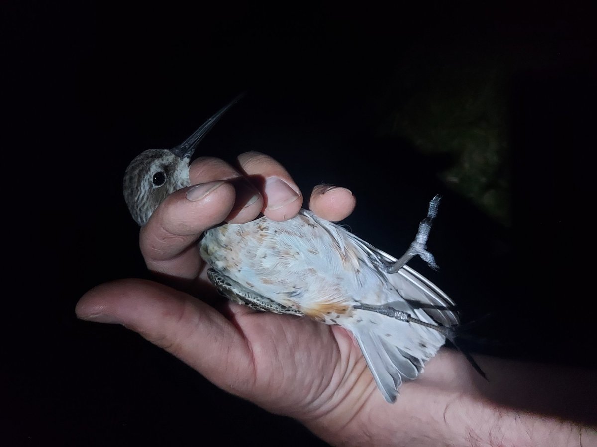 CausewayBirds's tweet photo. Another decent year for ringing in the North of Ireland with c1300 new birds of 51 species. Only new species was the Great Spotted Woodpecker. Other great birds inc. Garden Warbler, 5 Ruff, 2 Curlew Sandpiper, Greenshank. Sedge Warbler the most common - 279
@djones266 @crymble47 https://t.co/7H9KOlMOgp