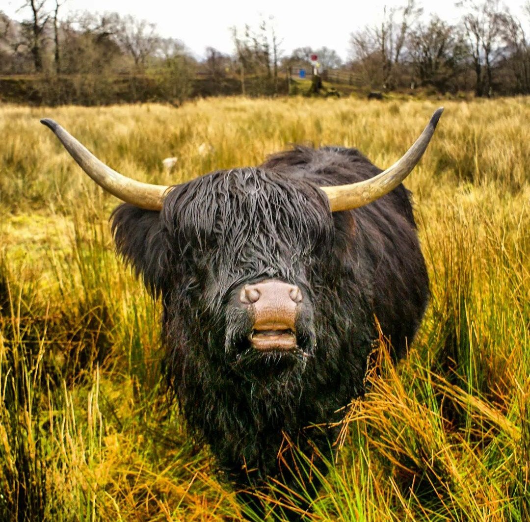 KYRA_ROSE's tweet photo. @VisitScotland I miss living there. I should have stayed in Scotland! My emo coo around Loch Awe was a highlight https://t.co/N1NTuyYfBq