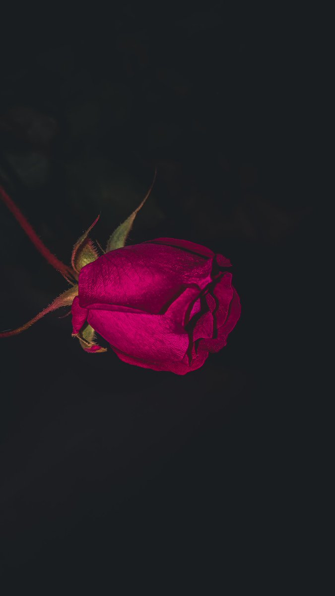 “Take time to smell the roses.”
#photography #photooftheday #flower #flowerphoto #rose #2022LastDay #photographylovers #photograph