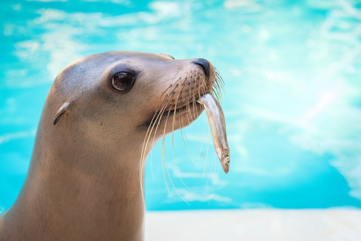 Houston Zoo on Twitter "Today is the LAST day to give the Gift of Grub and support your Houston