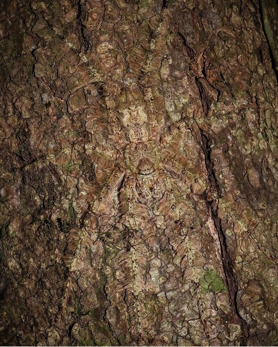 🔥 This huntsman spider has a perfect tree bark camouflage.