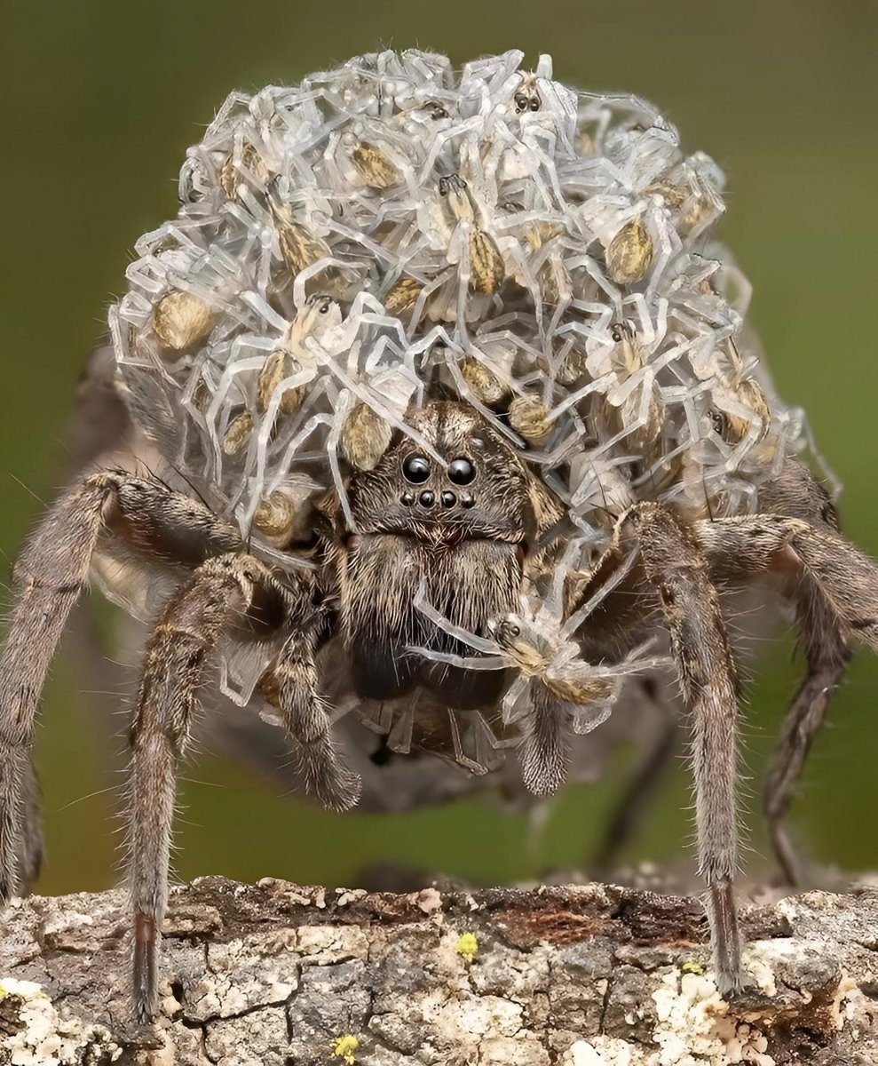 🔥 Wolf Spider carrying her babies. Female wolf spiders bear their babies on their backs until they are hatched.