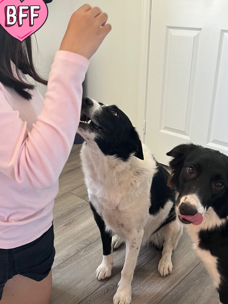 KaiGalang10's tweet photo. @Shibtasticfeels @RufusInu #DogsOfMandox always ready to #DogGood #LetsDogGood. These are truly ambassadors of goodwill for their fury friends. They have helped a lot since they started doing their missions β€οΈππ»β€οΈ https://t.co/oDBdQBhO7R