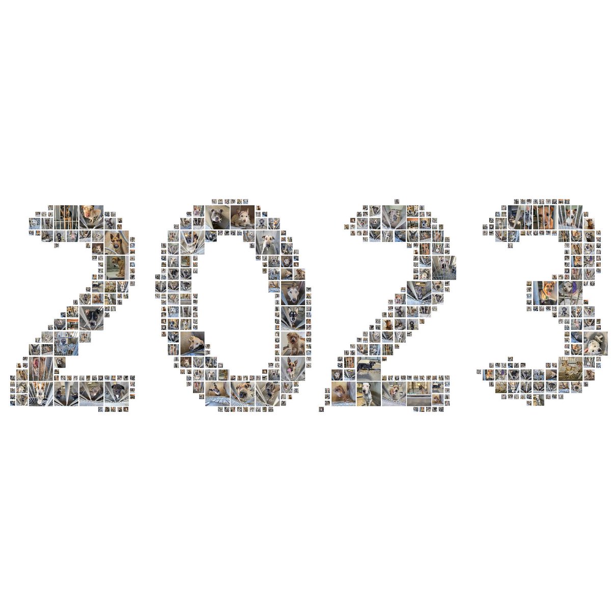 CrustyCrewRescu's tweet photo. Together we were able to save the lives of so many seniors who had nobody else &amp; we want to take this time to say thank you for the continued support! 
You are a part of the Crusty Crew family &amp; together we will continue the life saving work in 2023!!!
#HappyNewYear #2023NewYear https://t.co/M0CtB3kkZ1