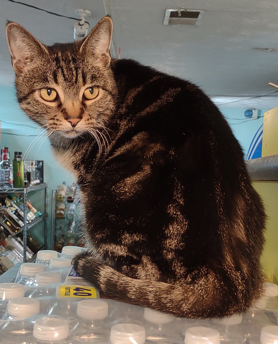 LordBoozeKitty's tweet photo. I heard some of you didn't make a New Year's resolution to give me more treats. There's still time to change that.

...Happy #Caturday and happy New Year. https://t.co/Zvg6pg2Pcj