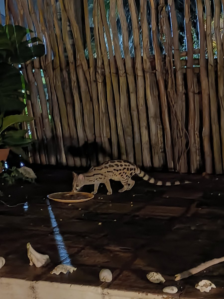 The illusive genet. No not a cat! Finally got a chance to take a photo of one.