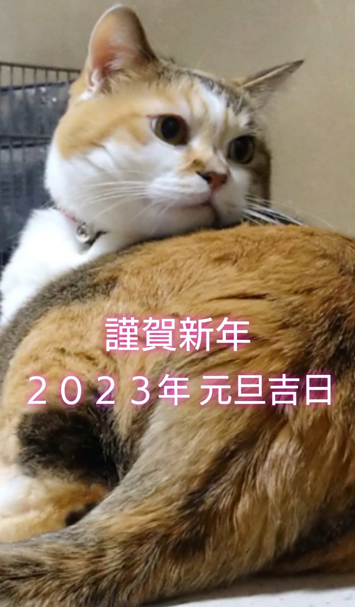 nekodanekohachi's tweet photo. 令和5年1月1日

新年明けましておめでとうございます。今年も宜しくお願いいたします🎍

幸せ溢れ、穏やかな一年に
なりますように😊 https://t.co/K9G9hFCy8m