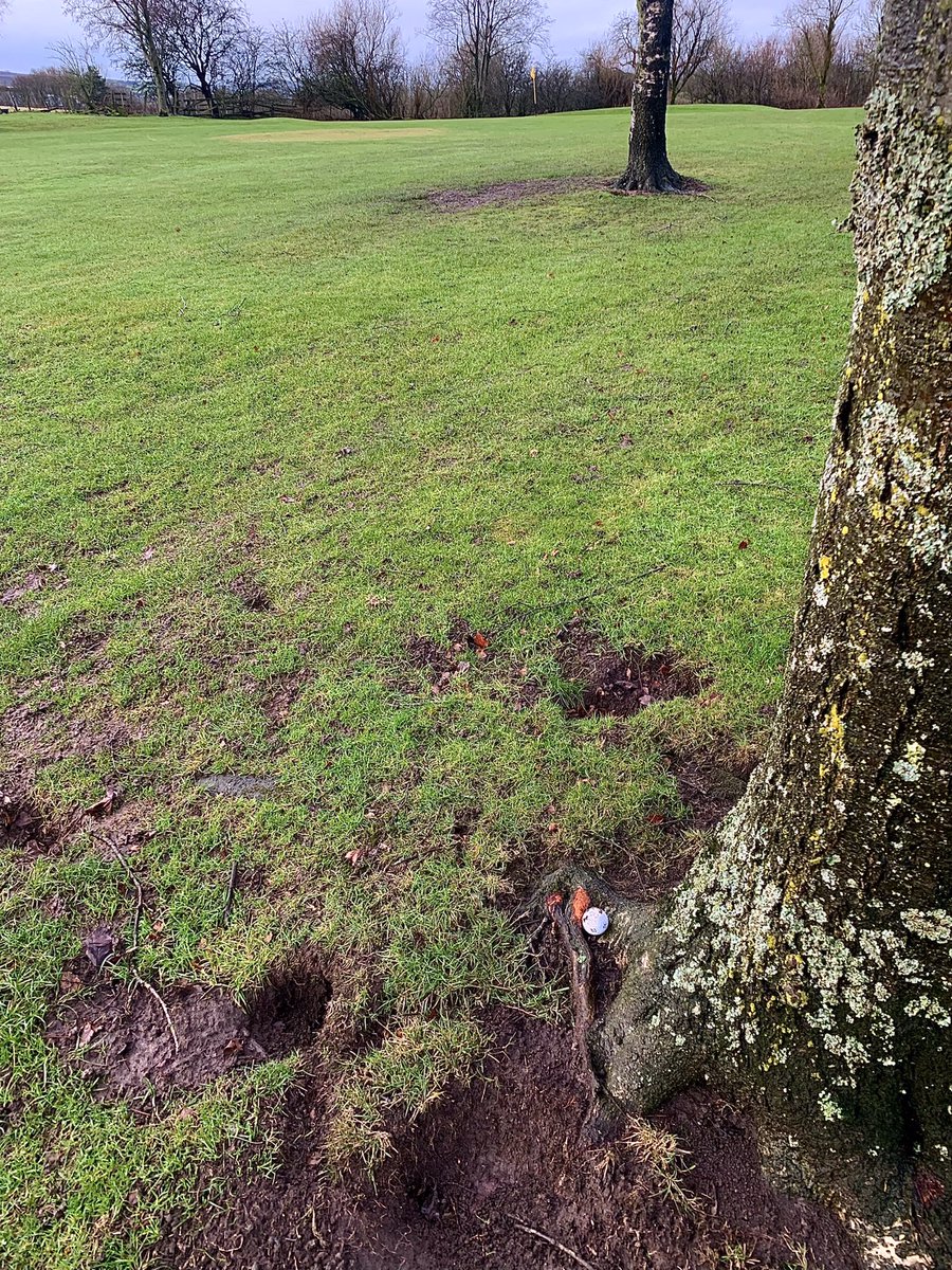 Golf Balls Gone By tweet media