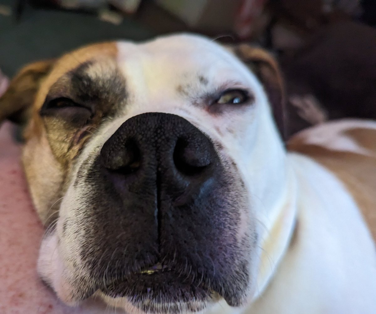 learnelectr's tweet photo. @elissaben70 Happy new year from Doggly and me. We wish you all the best in 2023. https://t.co/Y59OJErLEL