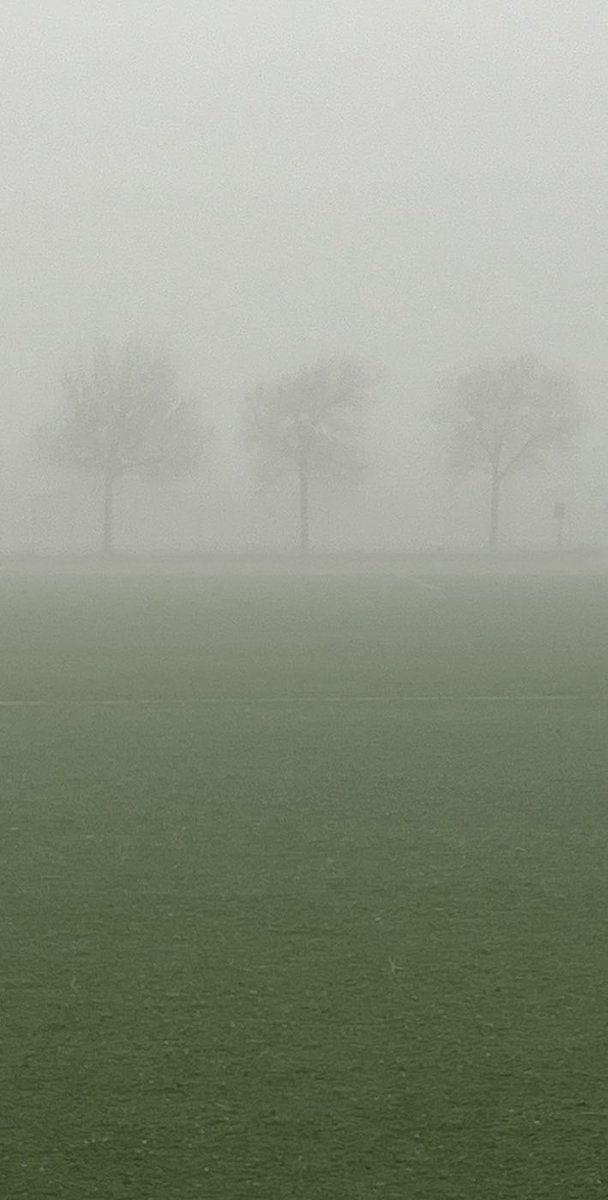 The first photos of the first pink-footed geese ever documented on Staten Island.