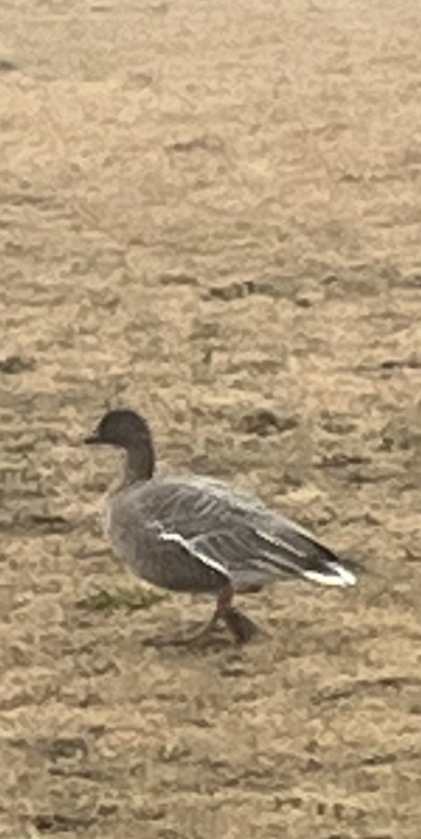 Cliff Hagen tweet media