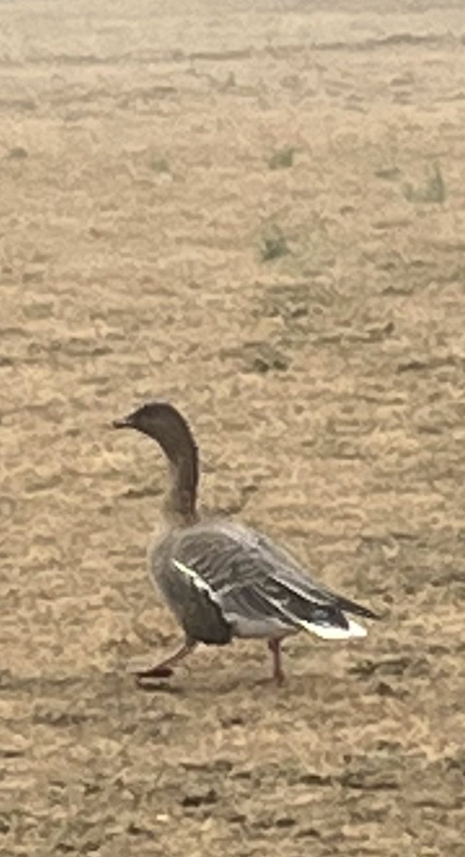 Cliff Hagen tweet media