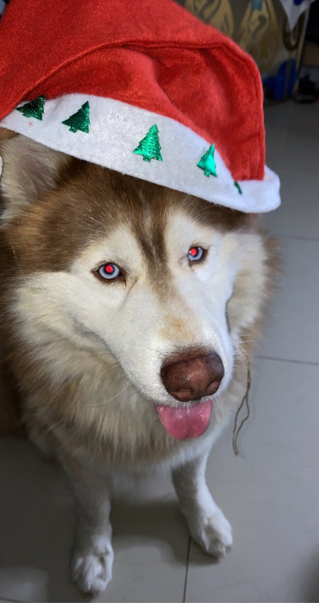 i1Yazan's tweet photo. Happy new year from simba 🫶🏻 https://t.co/l3cqCdmYqZ
