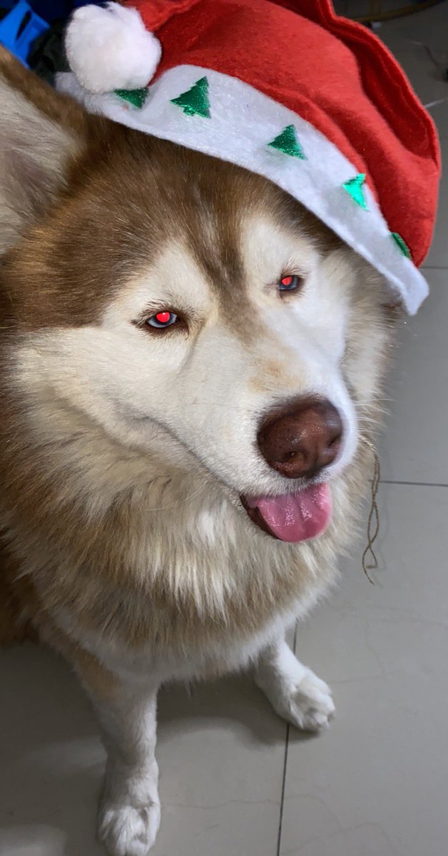 i1Yazan's tweet photo. Happy new year from simba 🫶🏻 https://t.co/l3cqCdmYqZ