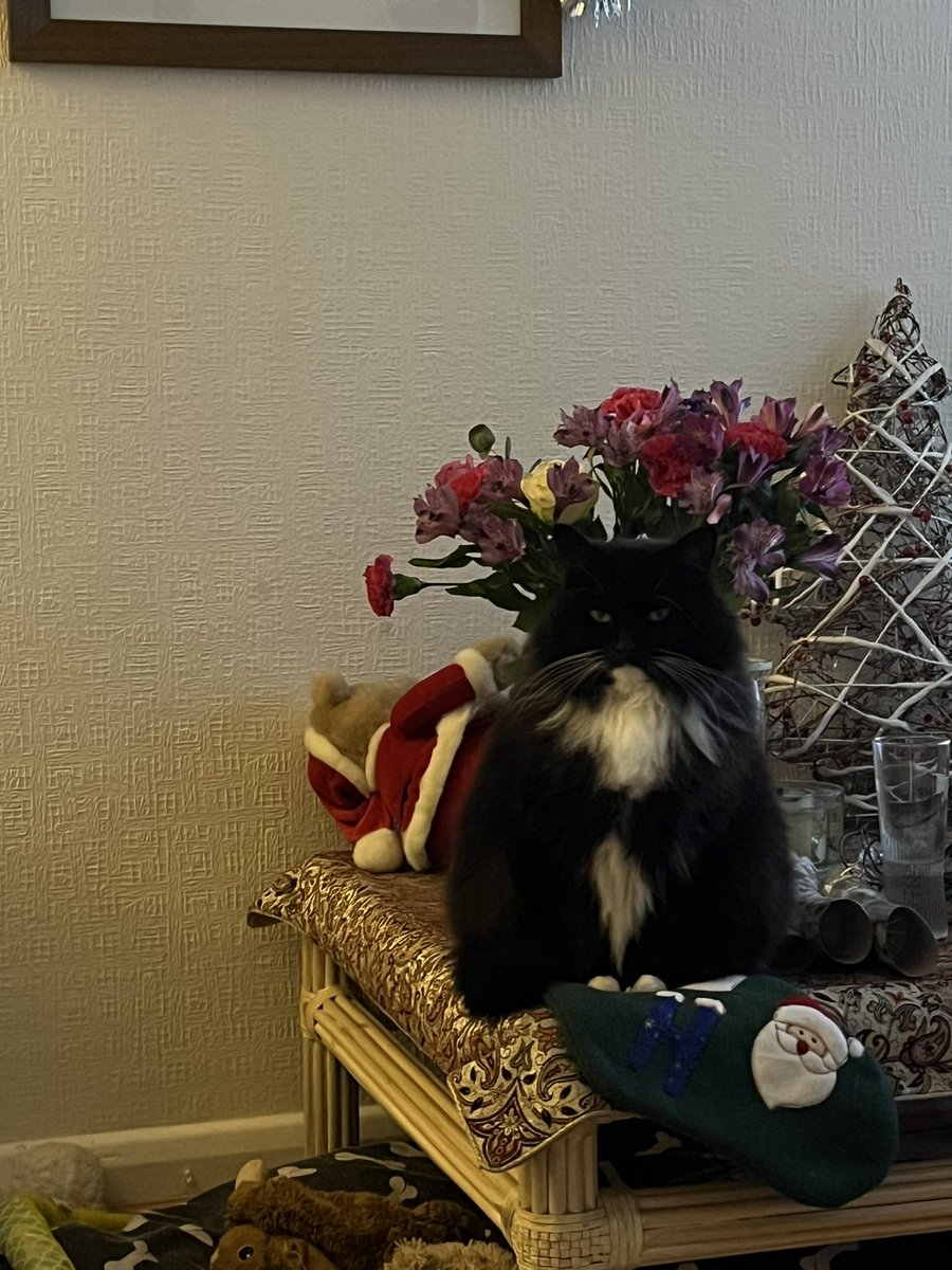 sharon chapman tweet media