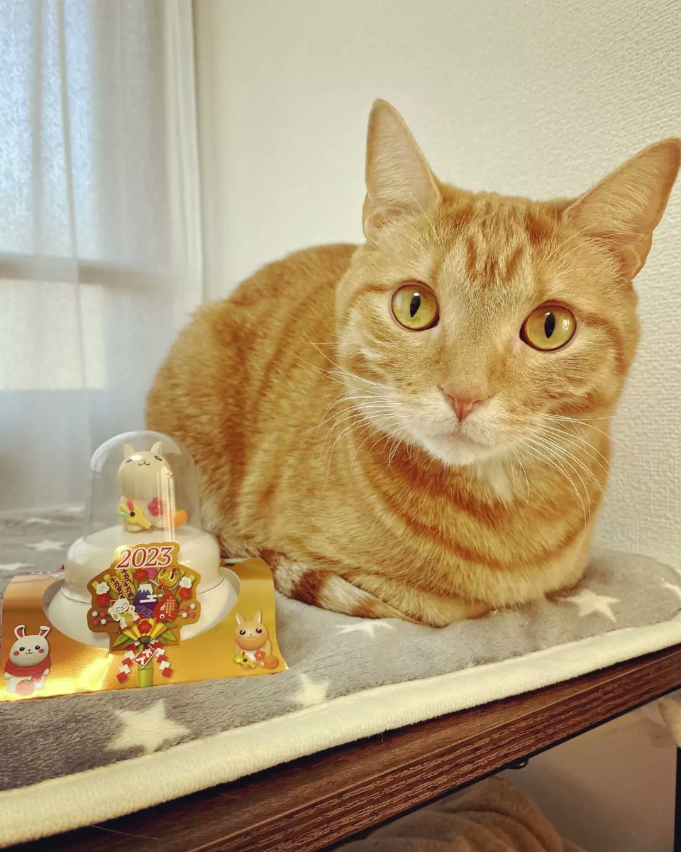 ChitaroL's tweet photo. Day.1205
ウサギを頭からカジるタイプの猫🤣
今年もよろしくお願いいたします😸

#猫好きさんと繋がりたい #猫 #マンチカン #茶トラ #cats #CatsOfTwitter #ginger #足長 #頭からいくタイプ https://t.co/L4XmqcP2wB
